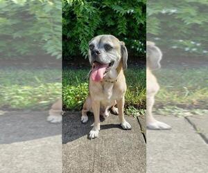 Puggle Dogs for adoption in Sarasota, FL, USA