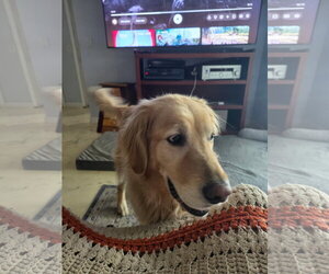 Golden Retriever Dogs for adoption in Bonita Springs, FL, USA