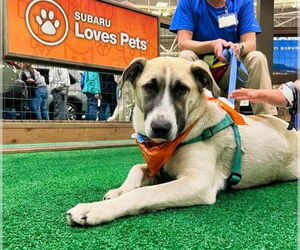Mutt Dogs for adoption in Minneapolis, MN, USA