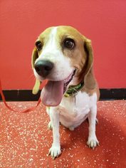 Beagle Dogs for adoption in Phoenix , AZ, USA
