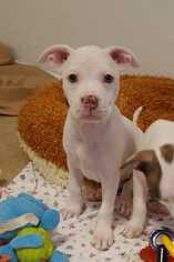 American Boston Bull Terrier Dogs for adoption in Wenonah, NJ, USA