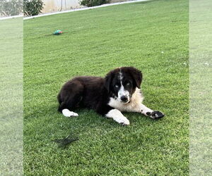 Border Collie Dogs for adoption in Paso Robles, CA, USA