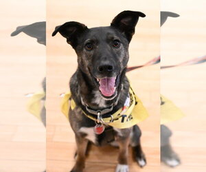 Mutt Dogs for adoption in Wakefield, RI, USA
