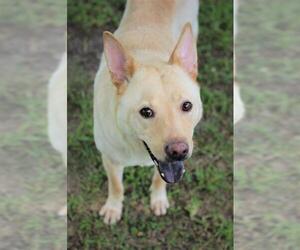 Mutt Dogs for adoption in Wilmington, NC, USA