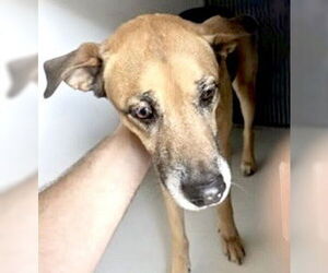 Labrador Retriever-Unknown Mix Dogs for adoption in Houston, TX, USA