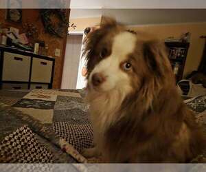 Australian Shepherd Dogs for adoption in Palatine/Kildeer/Buffalo grove, IL, USA