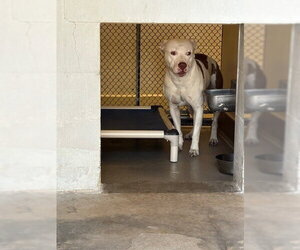 Mutt Dogs for adoption in Sanford, FL, USA