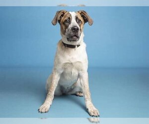 Pointer Dogs for adoption in Goodyear, AZ, USA