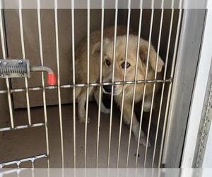 Collie-Unknown Mix Dogs for adoption in Oklahoma City, OK, USA