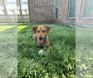 Mutt Dogs for adoption in New Orleans, LA, USA