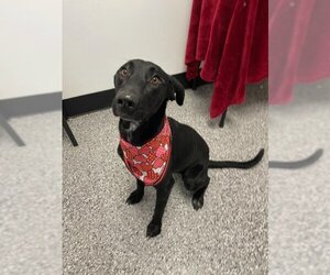 Labrador Retriever-Unknown Mix Dogs for adoption in Henderson, NV, USA