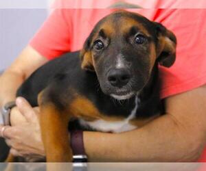 American Staffordshire Terrier-Plott Hound Mix Dogs for adoption in Tallahassee, FL, USA