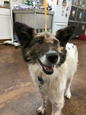 Small Australian Shepherd Mix