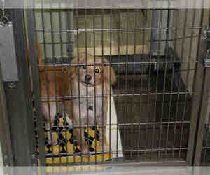 Golden Retriever Dogs for adoption in Upland, CA, USA