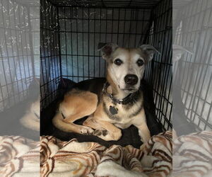 Medium Photo #6 German Shepherd Dog-Unknown Mix Puppy For Sale in Oakhurst, NJ, USA