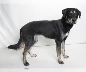 Shepradors Dogs for adoption in Burbank, CA, USA