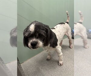 Shih Tzu-Unknown Mix Dogs for adoption in Palmetto, FL, USA