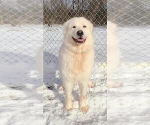 Great Pyrenees Dogs for adoption in Lake City, MI, USA