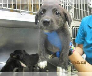 German Shepherd Dog-Unknown Mix Dogs for adoption in Oklahoma City, OK, USA