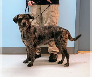 Catahoula Leopard Dog-Unknown Mix Dogs for adoption in Pryor, OK, USA