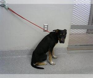 German Shepherd Dog-Unknown Mix Dogs for adoption in Pasadena, TX, USA