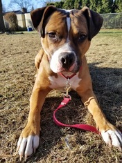 Bullboxer Pit Dogs for adoption in Lake Ann, MI, USA
