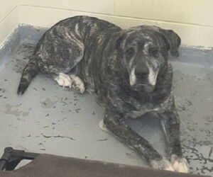 Medium Photo #1 Mastiff-Unknown Mix Puppy For Sale in Anchorage, AK, USA