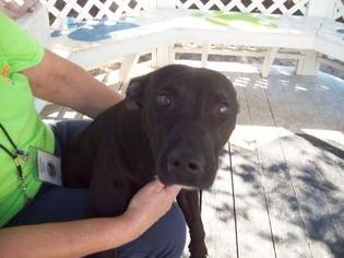 Labrador Retriever Dogs for adoption in Inverness, FL, USA