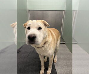 Chinese Shar-Pei-Unknown Mix Dogs for adoption in Palmetto, FL, USA