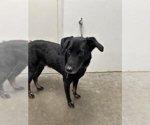 Labrador Retriever-Unknown Mix Dogs for adoption in Rosenberg, TX, USA
