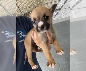 American Pit Bull Terrier Dogs for adoption in Baytown, TX, USA