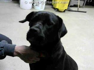 Labrador Retriever-Unknown Mix Dogs for adoption in Fayetteville, NC, USA