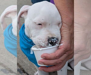 American Pit Bull Terrier-Unknown Mix Dogs for adoption in Aurora, CO, USA