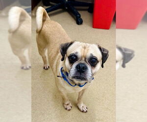 Puggle Dogs for adoption in Derwood, MD, USA