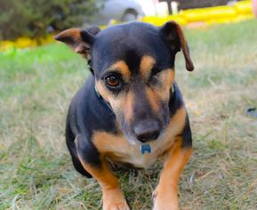 Chi-Corgi Dogs for adoption in Littleton, CO, USA
