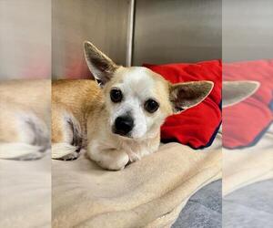 Chihuahua Dogs for adoption in Baytown, TX, USA