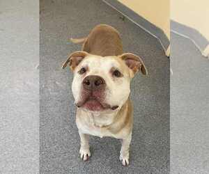 American Pit Bull Terrier Dogs for adoption in Low Moor, VA, USA