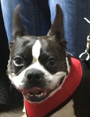 Boston Terrier Dogs for adoption in Longview, WA, USA