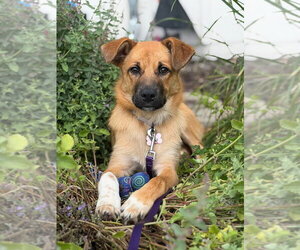 Mutt Dogs for adoption in Andover, MN, USA
