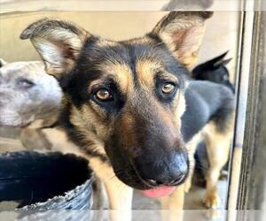 German Shepherd Dog Dogs for adoption in San Bernardino, CA, USA