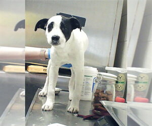 Labrador Retriever-Unknown Mix Dogs for adoption in Fayetteville, NC, USA