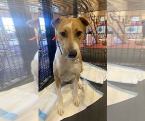 Bulldog-Whippet Mix Dogs for adoption in Virginia Beach, VA, USA