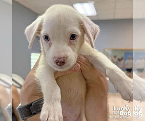 Labrador Retriever-Unknown Mix Dogs for adoption in Washington, DC, USA