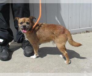 Brussels Griffon-Unknown Mix Dogs for adoption in Louisville, KY, USA