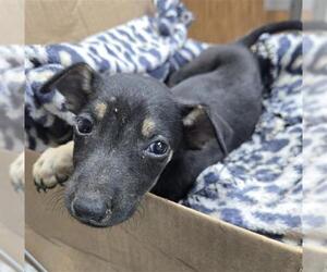 Labrador Retriever-Unknown Mix Dogs for adoption in Conroe, TX, USA