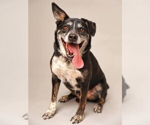 Mutt Dogs for adoption in Flower Mound, TX, USA