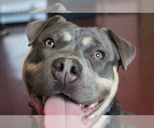 Mutt Dogs for adoption in Chestertown, MD, USA