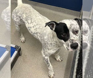 Labrador Retriever-Unknown Mix Dogs for adoption in Sterling, MA, USA