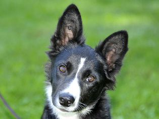 Border Collie Dogs for adoption in Cookeville, TN, USA