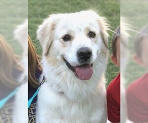 Golden Pyrenees Dogs for adoption in Garland, TX, USA